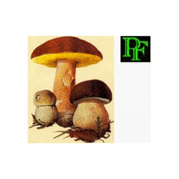 PICCININI FUNGHI E TARTUFI